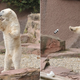 Illustration for article titled Watching This Polar Bear Smash a $2,000 Camera Lens Is Surprisingly Cute